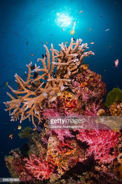 Similan Islands Photos and Premium High Res Pictures - Getty Images