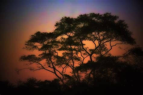 Guanacaste Tree at Sunset | Copyright Susan Ogden Hmmmm...wh… | Flickr