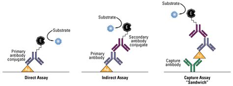 ELISA test : Antibody Detection ~ MedchromeTube - Best Medical Videos