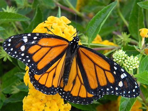 Vivid Monarch Color Photograph by Warren Thompson