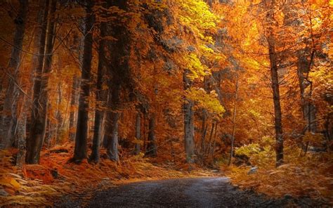 landscape, Nature, Fall, Forest, Road, Yellow, Trees, Daylight ...
