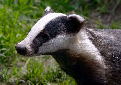 Stink Badgers Wallpapers - Wallpaper Cave