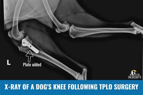 Torn ACL in Dogs: Signs, Symptoms, Surgery Options - Dr. Buzby's ...