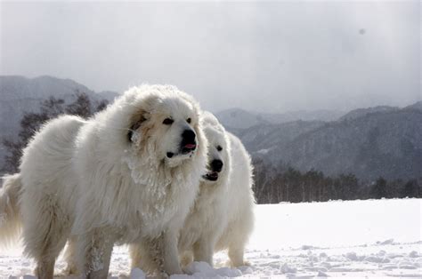 How Cold Can Great Pyrenees Get - CANZH