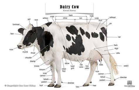 Here is a wonderful image to update you Dairy Cattle Body Parts worksheet for students. | Dairy ...