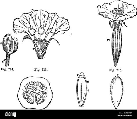 Cucumis pepo Black and White Stock Photos & Images - Alamy