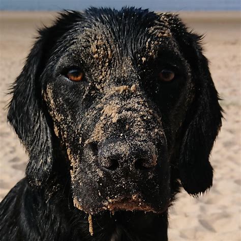 The 1000 yard stare... Ripley Ynyslas beach Borth North Wales https://ift.tt/30pNfUj | Dog ...