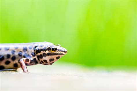 Darley Dale Wildlife: Common Newt