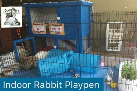 INDOOR RABBIT PLAYPEN | Rabbit Rescue Sanctuary