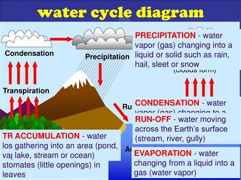 PPT - BIOGEOCHEMICAL CYCLES PowerPoint Presentation, free download - ID ...