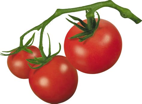 tomatoes clipart - Clip Art Library