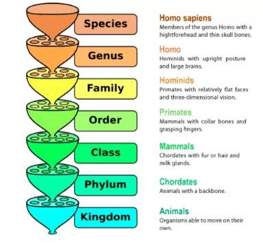 Binomial Nomenclature: Definition and Rules of Nomenclature ~ Biology 24/7