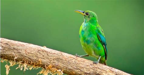 Types of Green Birds - A-Z Animals