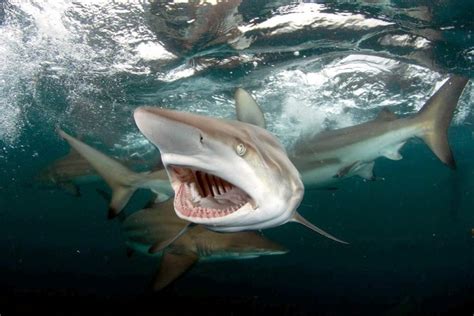 Blacktip Reef Shark – "OCEAN TREASURES" Memorial Library