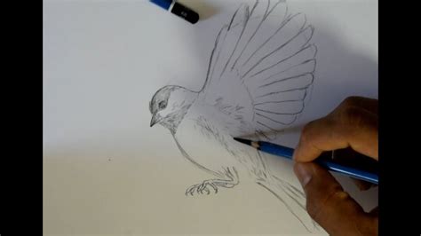 how to draw bird feet on a branch - theartofdoingstuff