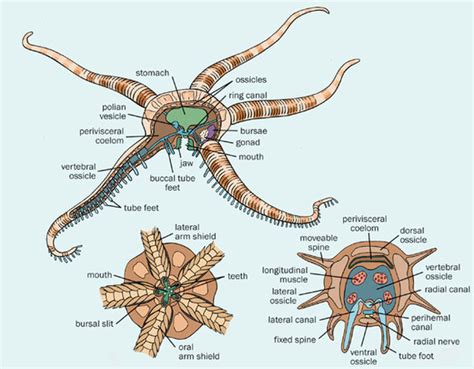 Brittle Star Madreporite