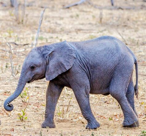 Premium Photo | Elephant drinking water