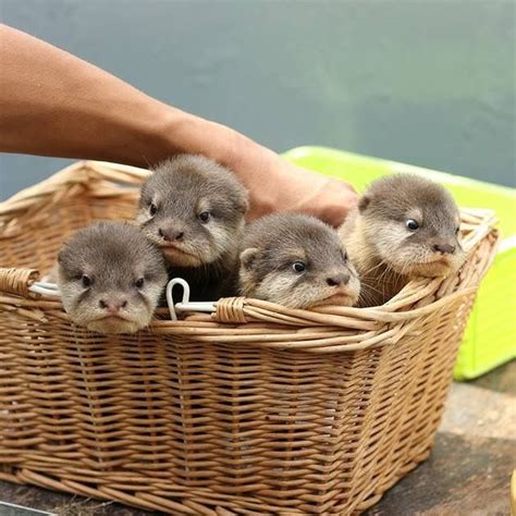 Pin by Jennifer Payne on Effalumpkins & Otters, Oh My | Otters cute ...