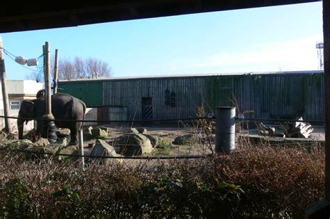 Elephant Paddock at Blackpool Zoo, 15/01/15 - ZooChat