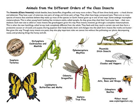 Class - Insects (4th Grade and Up)