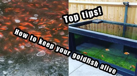 How to overwinter your pond (keeping fancy goldfish outdoors year round) - YouTube