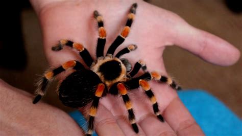 Handling beautiful Mexican Giant Red knee tarantula (B. annitha ...