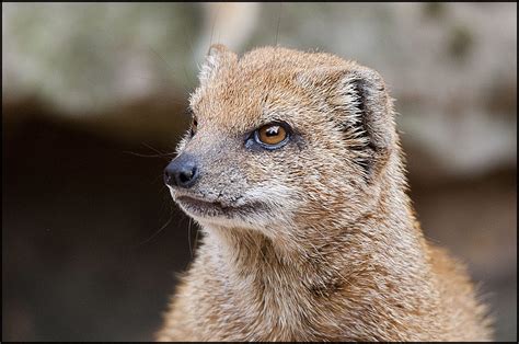 Mongoose (yellow) - Dudley Zoological Gardens