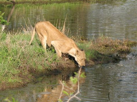 African Lion drinking water at river.