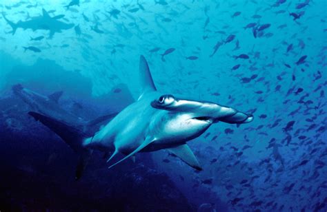 Sharks and Stingrays Live Inside Underwater Volcanoes