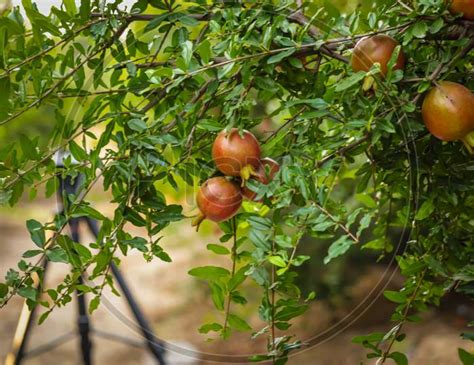 Image of Pomegranate Plants Raw Pomegranate Fruits,Agriculture Of Pomegranate Fruits,Pomegranate ...