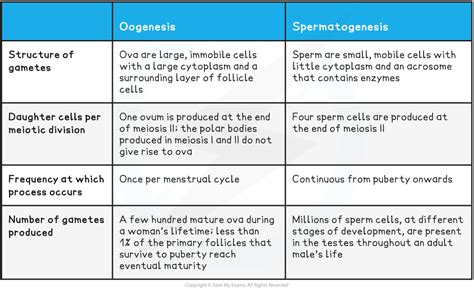 Oogenesis Vs Spermatogenesis Table