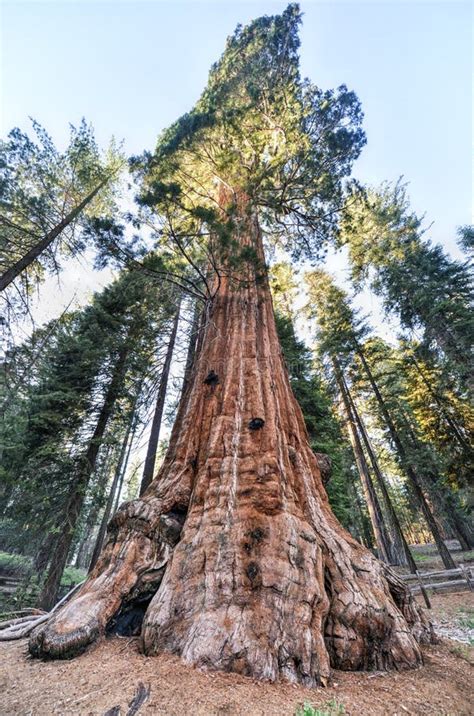 General Grant Sequoia Tree, Kings Canyon National Park Stock Photo - Image of sierra, grant ...