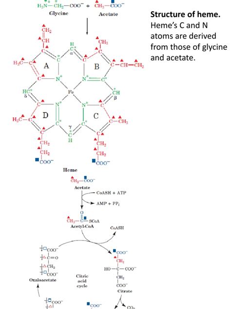 Heme Metabolism | Biosynthesis | Red Blood Cell