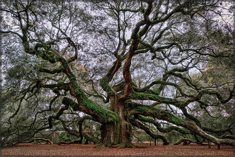 Angel Oak Photograph by Erika Fawcett - Fine Art America