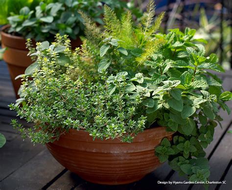 How to grow herbs in indoor containers | Garden Gate