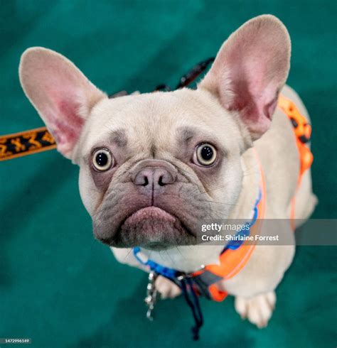 Winston the French Bulldog at the Crufts Dog Show 2023 at NEC Arena... News Photo - Getty Images