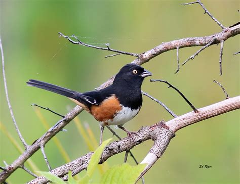 EASTERN TOWHEE - male (female has brown head and breast). … | Flickr