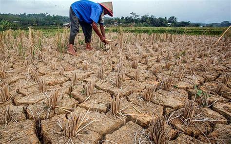 Kekeringan Mulai Terjadi di Sejumlah Wilayah di Indonesia - Bisnis.com