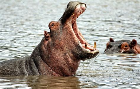 Half swallowed by a hippopotamus, a child miraculously survives - The Limited Times