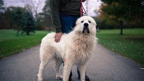 10 Popular Big White Fluffy Dog Breeds That Belong On The Countryside