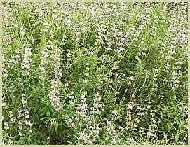 Black Sage | Native to California and Mexico With Culinary and Health Uses