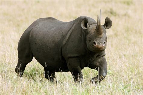 8 Endangered Black Rhinos Just Died After a Botched Relocation Effort