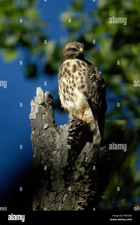 Red shouldered hawk nest hi-res stock photography and images - Alamy