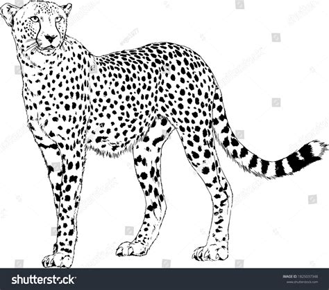 Running Cheetah Handdrawn Ink On White Stock Vector (Royalty Free) 1825037348 | Shutterstock