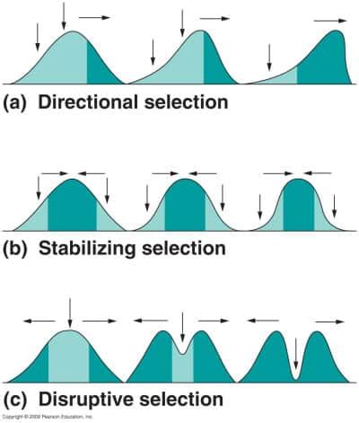 Evolution & Ecology: Natural selection, Gene flow, Speciation, Drift | Online Homework Help ...