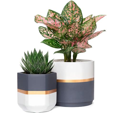 Tìm hiểu về các loại decorative indoor plant pots và cách sử dụng chúng