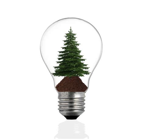 Bulb Light With Pine Tree Free Stock Photo - Public Domain Pictures
