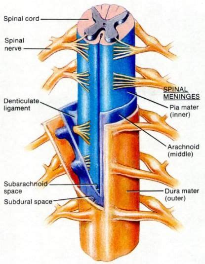 The meninges [layers of the spinal cord]. | Medical anatomy, Spinal cord, Human anatomy and ...