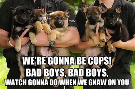 a funny police dogs - Dump A Day