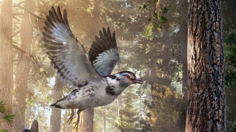 Check Out This Incredible Extinct Bird From the Cretaceous Period